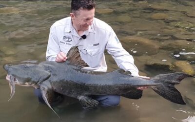 Encounter The Elusive Giant Devil Catfish In India